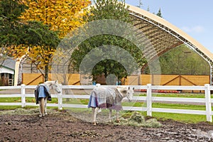 Horse farm with white fence and fall colorful leaves.