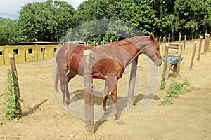 Horse in farmland