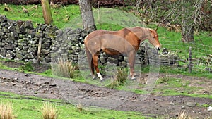 Horse On Farmland In England