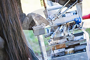 Horse farrier at work - trims and shapes a horse`s hooves using farriers pincers, rasper and knife. The close-up of horse hoof