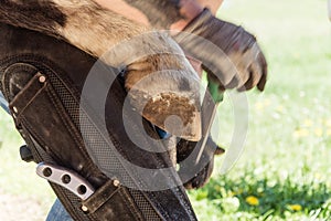 Horse farrier at work - trims and shapes a horse's hooves using rasper and knife. The close-up of horse hoof