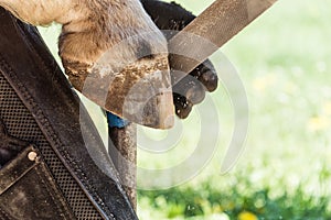 Horse farrier at work - trims and shapes a horse's hooves using rasper and knife. The close-up of horse hoof