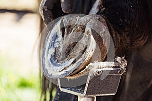 Horse farrier at work - trims and shapes a horse's hooves using rasper and knife. The close-up of horse hoof