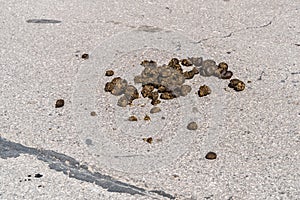 Horse feces on the asphalt in the city. Close-up in the afternoon in bright sun