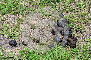 Horse feces lying on the grass in the field