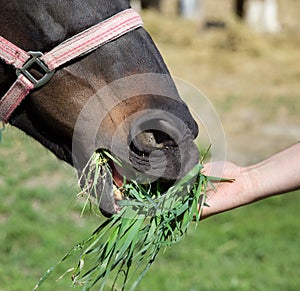 Horse feeding