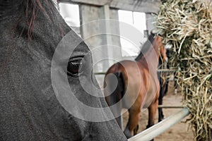 Horse and feeding.