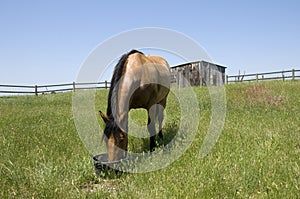 Horse feeding in field