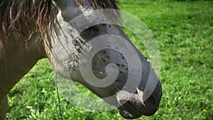 Horse feeding on field with of juicy green grass. Close up white horse head