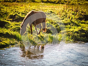 A horse feeding on a field under the sun next to the river