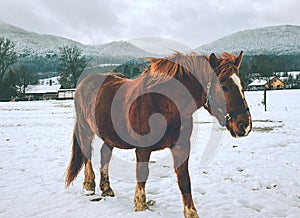 Horse feeding in fresh snow. Sunnny winter day