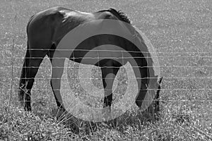 Horse Feeding On Grass Behind Wire Fence Black And White