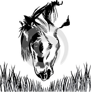 Horse feeding on grass illustration