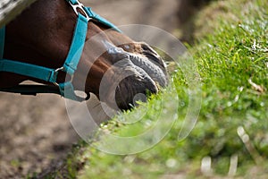 The horse feeding the grass