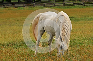 Horse feeding on grass
