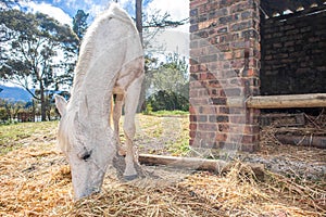 Horse feeding outside stable