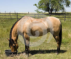 Horse Feeding on Ranch
