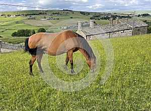 Horse feeding on a sloping meadow, close to stone cottages near, Hebden Bridge, UK