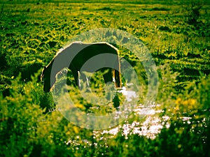 Horse feeding under the sun next to the river