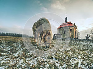 Horse feeding in winter day at chapel