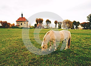 Horse feeds on the meadow in mountains at rural chapel photo