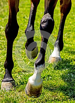 Horse Feet close up