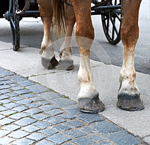 Horse feet with hoofs and horseshoes against the wheels of the c