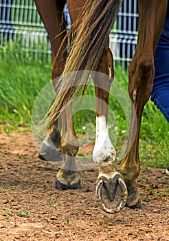 Horse Feet Racing close up