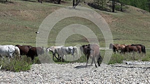 Horse fell on his back and plays in herd horses in steppe of Mongolia.