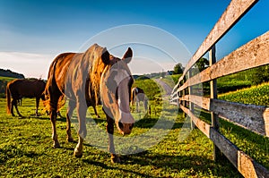 Horse and fence in a field on a farm in York County, Pennsylvania.