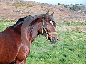 Horse in a field