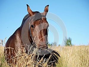 Horse in the field