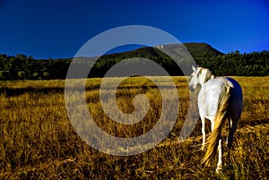 Horse in field