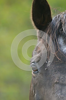 Horse in field