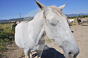 Horse in a field