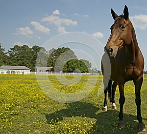 Horse in field