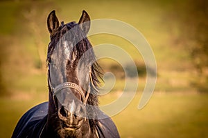 Horse in a field