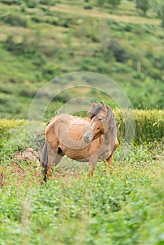 Horse in the field