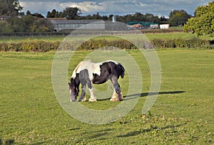 Horse on field.