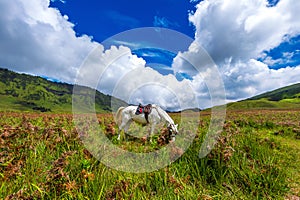 Horse in field.