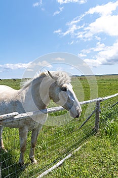 Horse in a Field, Bonavista, Newfoundland