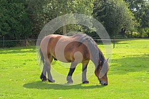 The horse in the field