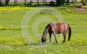 Horse in a Field at an Equestrian Center