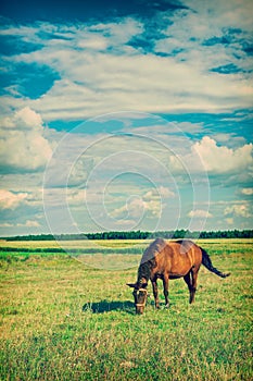 Horse on field instagram stile