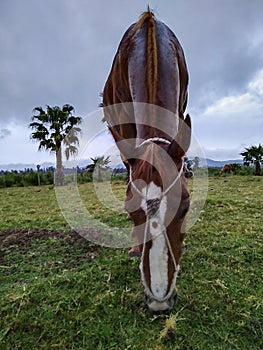 Horse at field, maldonado, uruguay