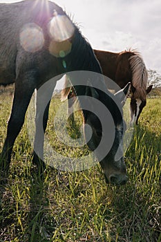 Horse in the field mammal nature animals mammals landscape