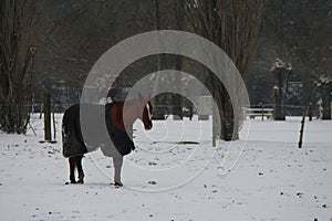 horse in a field in nantes (france)