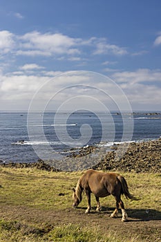 Horse in a field near Tremazan in Brittany, France photo