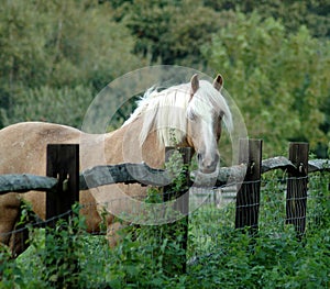Horse in field peering over fence
