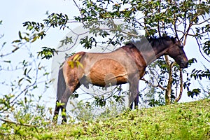 horse in a field, photo as a background ,taken in Arenal Volcano lake park in Costa rica central america